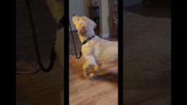 Private In-Home Puppy Leash Walking Training | Solve Common Dog Behavior Problems with Legend Acres