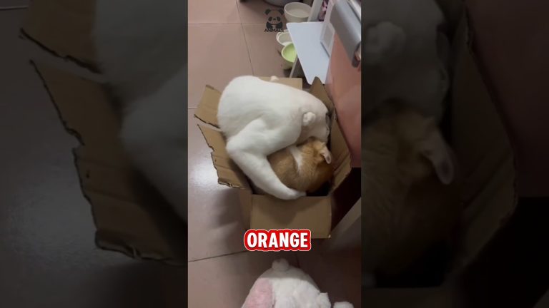 THIS CUTE CAT'S BEHAVIOR MAKES ME LAUGH #cat #catcute#animalfunny #animals #cuteanimals