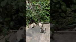 Cute Kitty #Cat #Cats #Kitty #Kittens