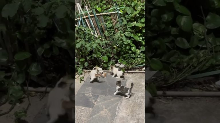 Cute Kitty #Cat #Cats #Kitty #Kittens