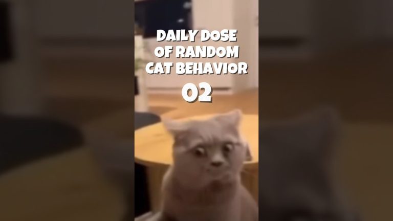 Daily Dose of Random Cat Behavior 02 #cat #catlovers #catlover #cats #catvideos #catshorts