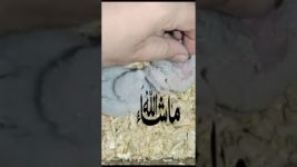 Hand Feeding Baby Chicks | How to Feed Birds by Hand | Chick Care Tips #birds #parrot