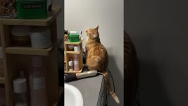 Interesting Cat Behavior 😹