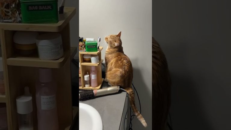 Interesting Cat Behavior 😹