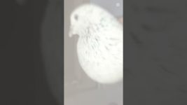 New pigeons reached #pigens # prinda#birds