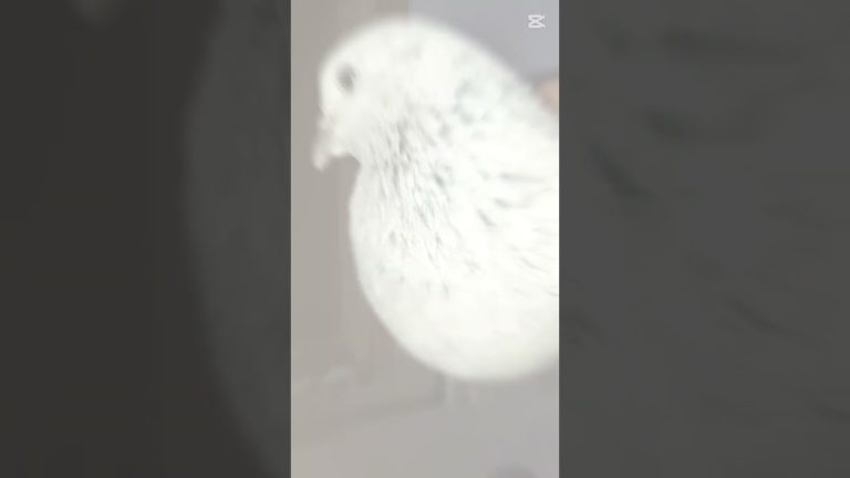 New pigeons reached #pigens # prinda#birds