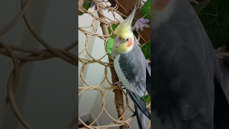 New place 😃😃#birds #meetho #cockatiel #parrot #cute #pets #sweet # our meetho 🥰🥰🥰🥰