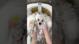 Poodle Dog Beauty: Grooming Secrets for a Perfect Coat and Style!