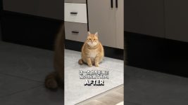 “Skinny” Orange Cat Turned Woman Into A Cat Lover❤️#cat #catlover #catshorts