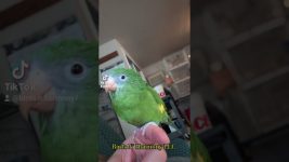 Take flight with these beauties here at Birds N’ Harmony LLC West Salem Oregon