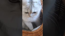 The Netherlands has banned the adoption of Scottish and Sphynx cat breeds.