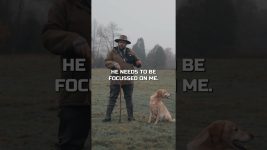 Why Labrador Retrievers Are The Best Dog Breed In The World!