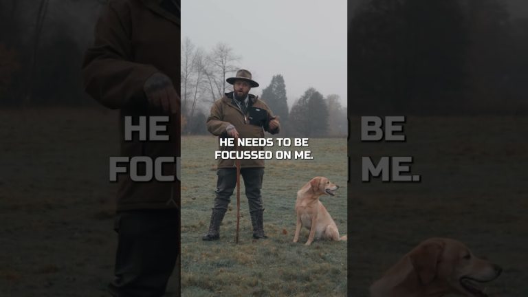 Why Labrador Retrievers Are The Best Dog Breed In The World!