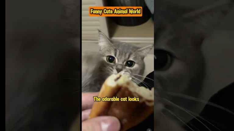 Adorable cat snatches his master's food, funny cat behavior