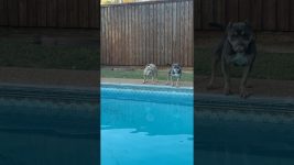 Bad dog behavior problems