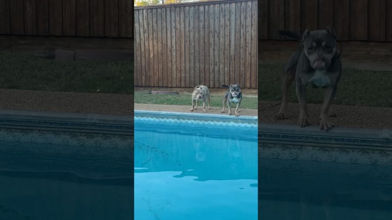 Bad dog behavior problems