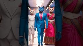 Crazy Cats Walking On Fashion Show Ramp