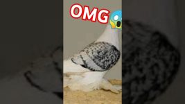 Cutes birds 😊 !! #shorts #ytshorts #couple #manoidey #SBpegion69