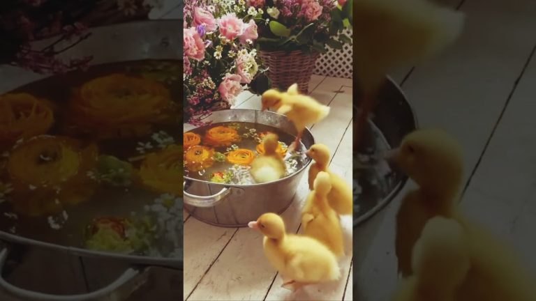 Cutest ducklings 🥹🐥🐥🐥🐥 #ducklingtoduck #duckling #birds