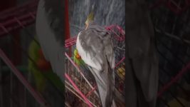 Good morning 🌞🌞#birds #meetho #cockatiel #parrot #cute #pets #sweet # our meetho 🥰🥰🥰🥰