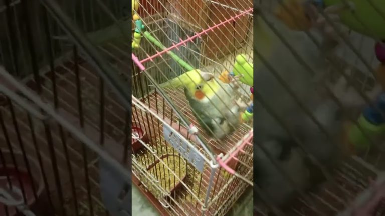 Good night 🌌🌌#birds #meetho #cockatiel #parrot #cute #pets #sweet # our meetho 🥰🥰🥰🥰