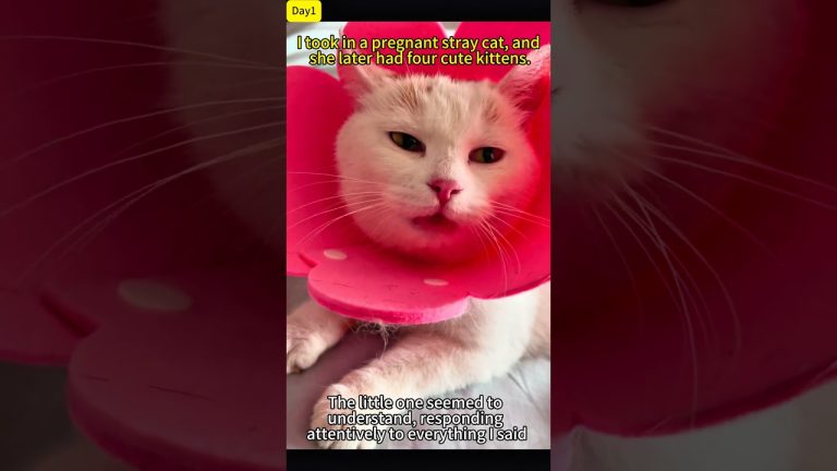 I took in a pregnant stray cat, and she later gave birth to four beautiful kittens.