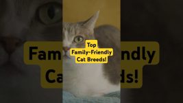 TOP FAMILY-FRIENDLY CAT BREEDS!