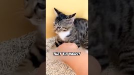 This cat is a prankster