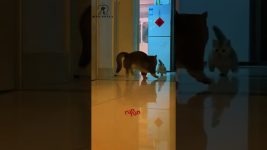 Typical cat behavior #cat #funny #kitty #short #memes