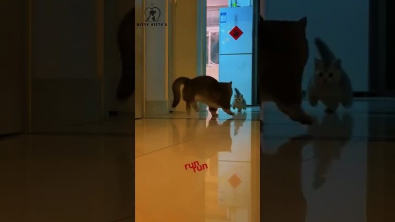 Typical cat behavior #cat #funny #kitty #short #memes