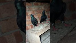 #pigeon #birds #keşfet #pets #eagles #pigeonstatus #ytshorts #kabutarstatus #raisenpigeons #bird