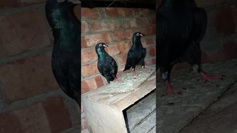 #pigeon #birds #keşfet #pets #eagles #pigeonstatus #ytshorts #kabutarstatus #raisenpigeons #bird