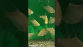 unique fish in the world | fish aquarium | fish feeding | fish tank kaise banaen | fish sound￼