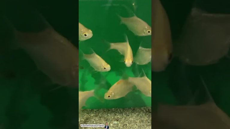 unique fish in the world | fish aquarium | fish feeding | fish tank kaise banaen | fish sound￼