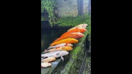 All the goldfish in the fish pond died. How could this happen?#koi #fish #goldfishtank #suspense