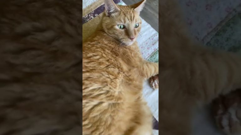 Cats Don't Care About Your Personal Space