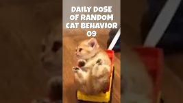 Daily Dose of Random Cat Behavior 09 #cat #catlovers #catshorts #cats #catvideos #catlife