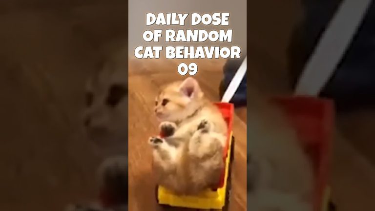 Daily Dose of Random Cat Behavior 09 #cat #catlovers #catshorts #cats #catvideos #catlife