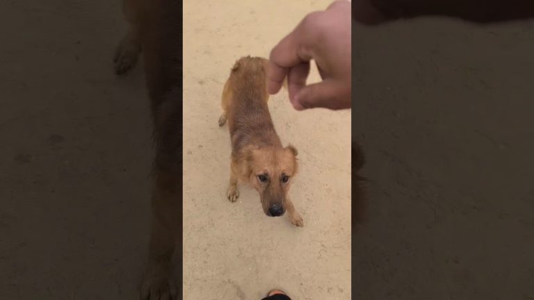 Funniest dog videos/dog videos compilation/animal videos compilation/cute dogs videos#shorts