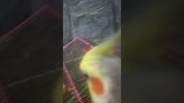 Good morning 🌞#birds #meetho #cockatiel #parrot #cute #pets #sweet # our meetho#viralshorts