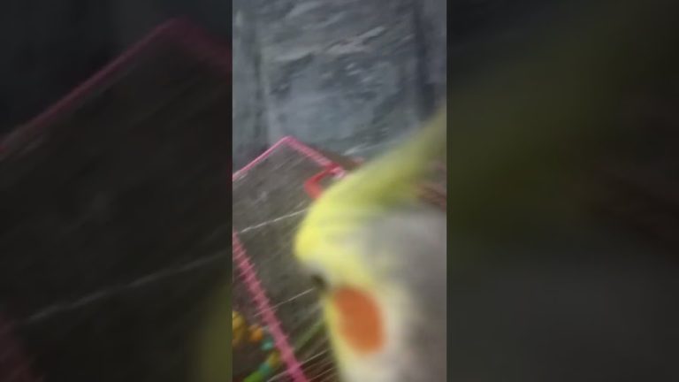 Good morning 🌞#birds #meetho #cockatiel #parrot #cute #pets #sweet # our meetho#viralshorts