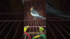 Meetho is jumping 🥰🥰#birds #meetho #cockatiel #parrot #cute #pets #sweet # our meetho 🥰🥰🥰🥰