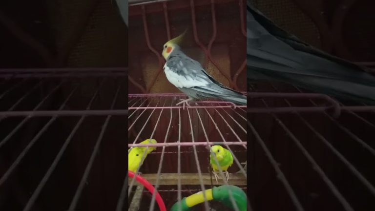 Meetho is jumping 🥰🥰#birds #meetho #cockatiel #parrot #cute #pets #sweet # our meetho 🥰🥰🥰🥰