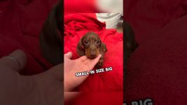 Mini Dachshund🐶 One Of The Smallest Dog Breeds #shorts #fypage #dachshund #minidachshund #fyp