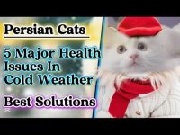 Persian cats five major health issues in cold weather & solutions|how to protect your cats from cold