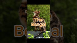 Top 5 Most Popular Cat Breeds In The World #cat #kitten #bengal #viral