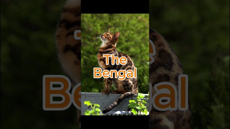 Top 5 Most Popular Cat Breeds In The World #cat #kitten #bengal #viral