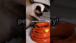 Top cat breeds in the world! 🐱🐈❤️