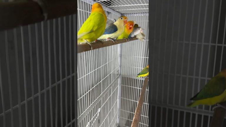 #lovebirds #lovebirdswantyouinmysoul #lovebirdsofig #lovesigns #birds