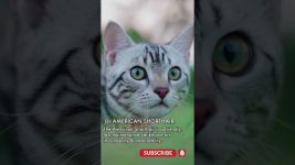 15 MOST POPULAR CAT BREEDS pt  11 – American Shorthair 🐾
